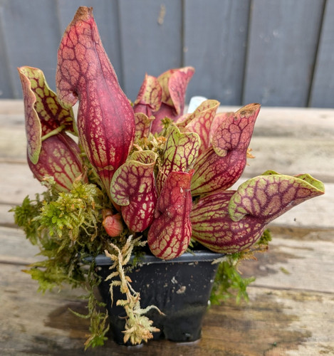 Sarracenia purpurea montana - , #5