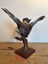 Taxidermy Jay Bird Mounted 