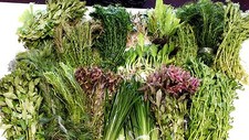 Live tropical aquarium - live,