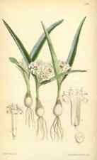 A4 Print Curtiss Botanical Magazine 1849 Massonia