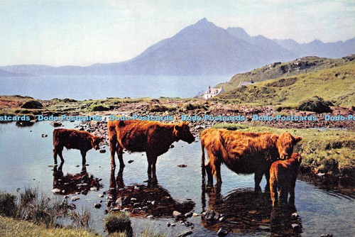 D018511 crofters cattle - d018511,