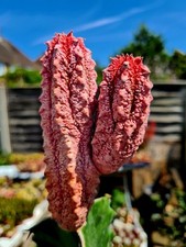 Euphorbia Abdelkuri cv. Damask | pink variegated succulent plant 17cm