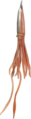 Giant squid soft model