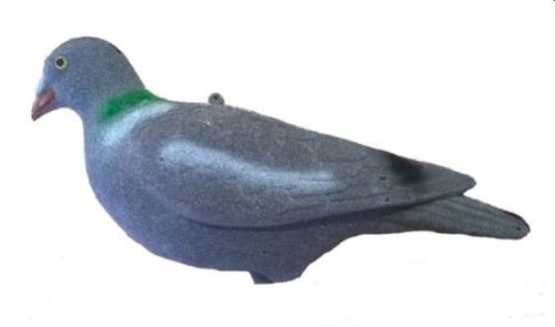 Pigeon whole body - pigeon,