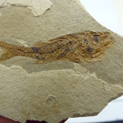 Fossil fish dapilis macrurus - fossil,