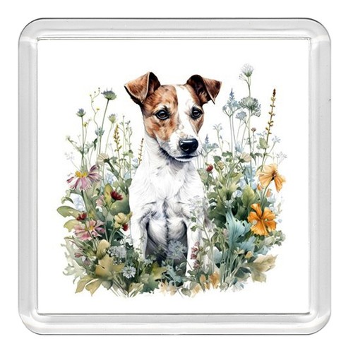 Jack russell terrier dog - jack,