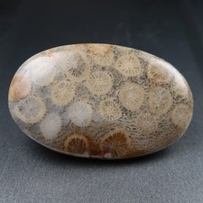 Freeform fossil Coral
