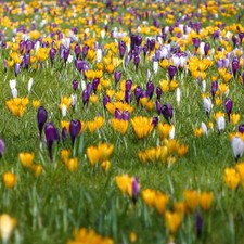 Crocus Large Flowered Mixed, 30 Bulbs Size 6/7, Early Spring, Pots and Borders