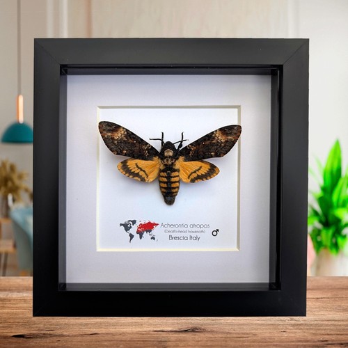 Framed african death head - african, death's-head