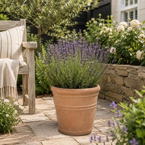 Tuscany plant pot indoor - plant,
