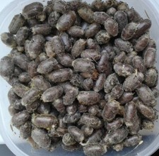 Red mason Solitary Bee Cocoons (Osmia Bicornis) 100pcs +100Reed Bundle Big Sale