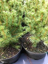 Miniature Real Christmas Tree