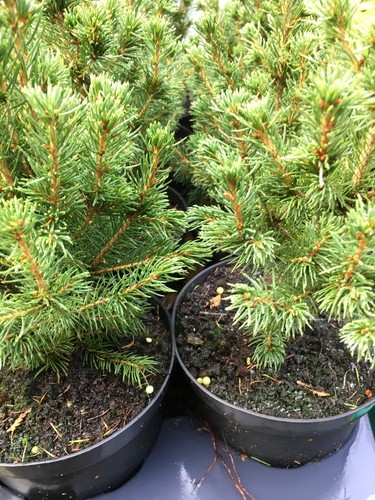 Miniature real christmas tree - miniature,