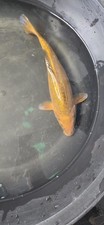 Live koi fish doitsu - gin, rin