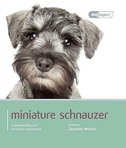 Miniature schnauzer - miniature, schnauzer: