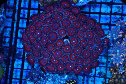 Red zoanthid rock colony - red,