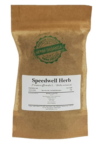 Speedwell herb veronica - herb,