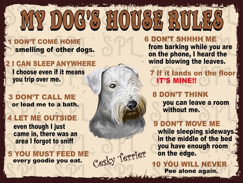 Cesky terrier dog - cesky,