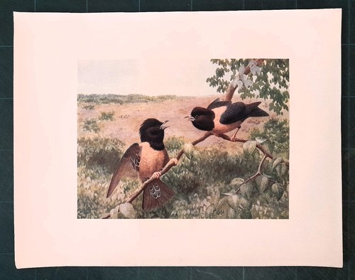 Antique print birds rosy - print,