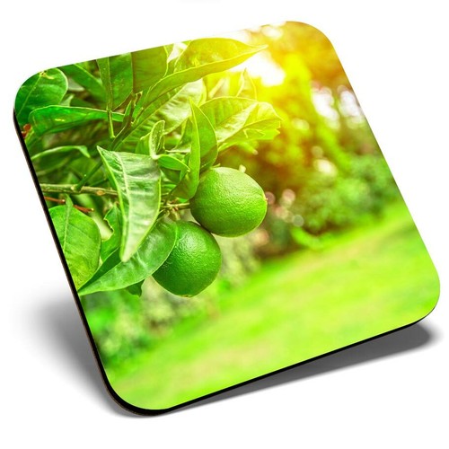 Square single coaster citrus - single,
