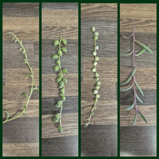 4x Senecio Bundle Variegated String of Pearls Ruby Dolphins 