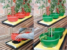 GARDEN TOMATO BEAN PLANT HALO