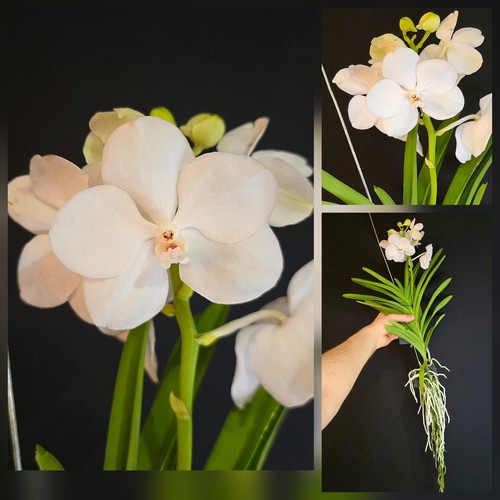 Vanda snow white spike - snow, 1