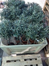 Olive Tree
