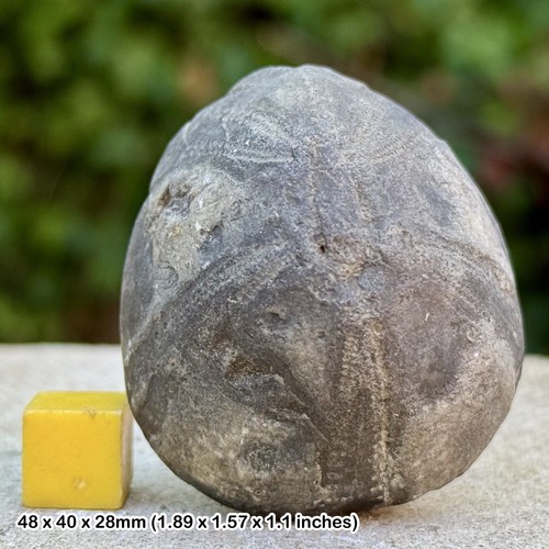 Echinocorys flint fossil - echinocorys,