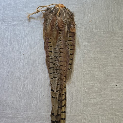 Pheasant tail - pheasant,