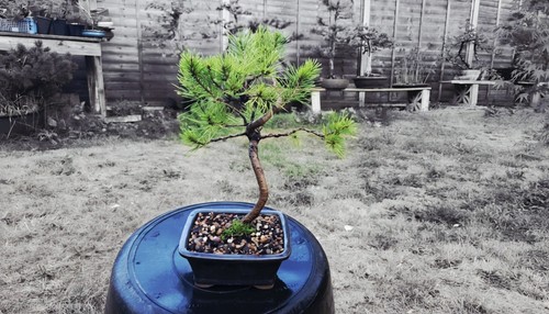 Scots pine bonsai tree - bonsai,