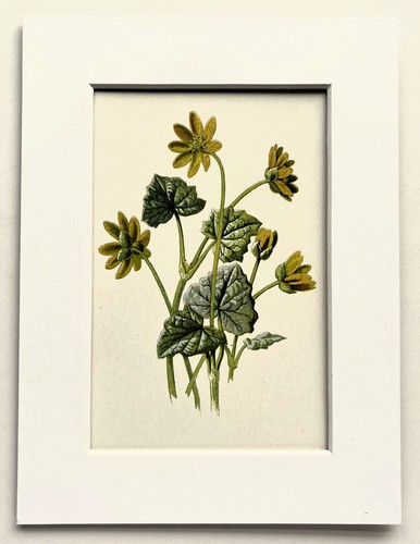 Lesser celandine hulme - lesser,