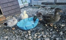 6+ fertile call duck hatching