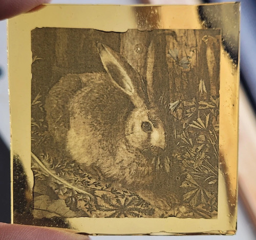 Stained glass hare - stained,