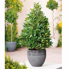 Bay Tree Pyramid 60-70cm