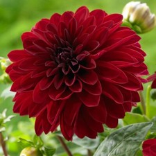15 Bloody Mary Dahlia Seeds