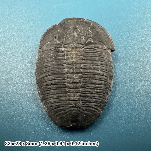 Elrathia kingi trilobite - elrathia,