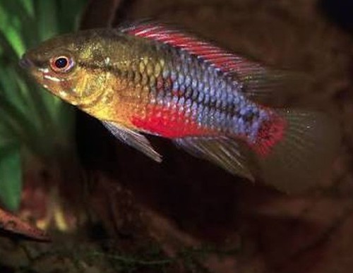 Young breeding pair