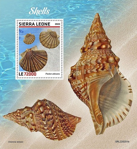 Seashells sea shells - seashells,