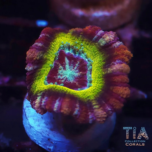 Rainbow asian acan not - rainbow, |