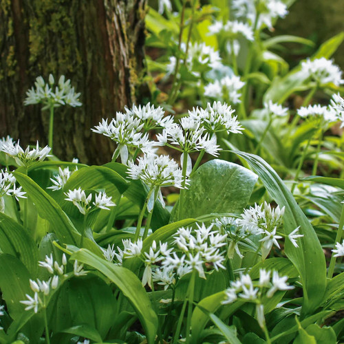 Allium ursinum wild garlic - ursinum,