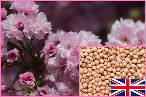 Japanese cherry blossom - japanese,