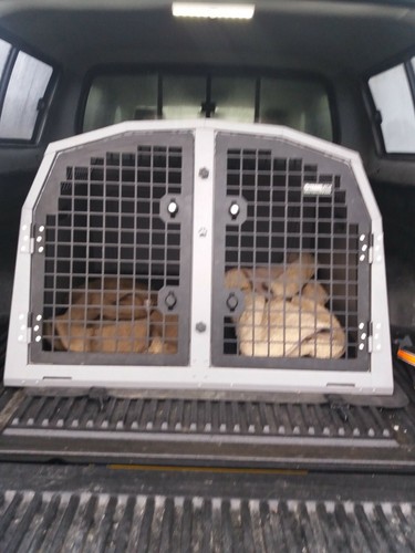 Dog crate - dog,