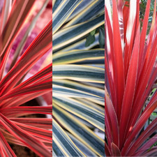 Garden-Ready Cordyline Plants