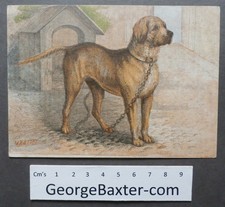 W Dickes  - George Baxter - The Mastiff – Reward cards of Dogs - 1850's