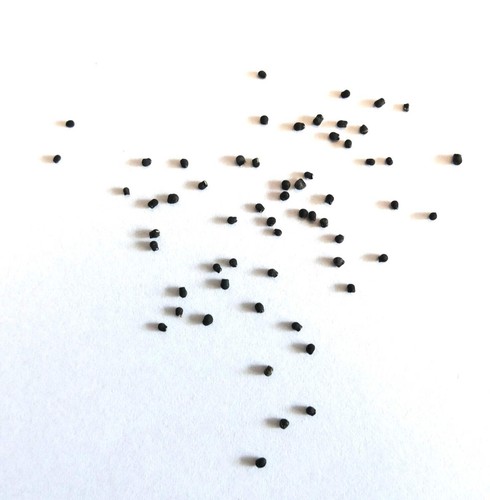 Pelecyphora valdeziana - pelecyphora,