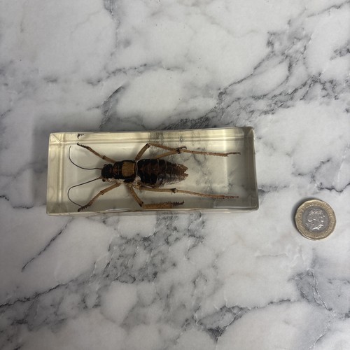 National geographic bugs - national,