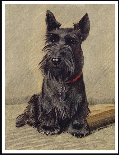 Scottish terrier seated lovely - scottish,