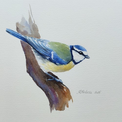 Blue tit watercolour painting - tit,