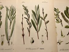 Illustration Pictures